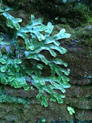 Conocephalum conicum