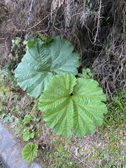 Gunnera