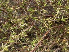 Coprosma rugosa
