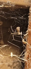 Pholcidae