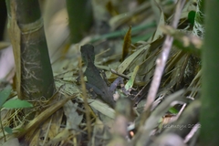 Acanthosaura lepidogaster