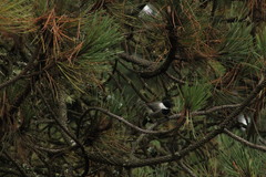 Poecile sclateri