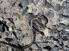 Masticophis lateralis lateralis