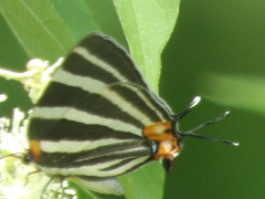 Panthiades bathildis