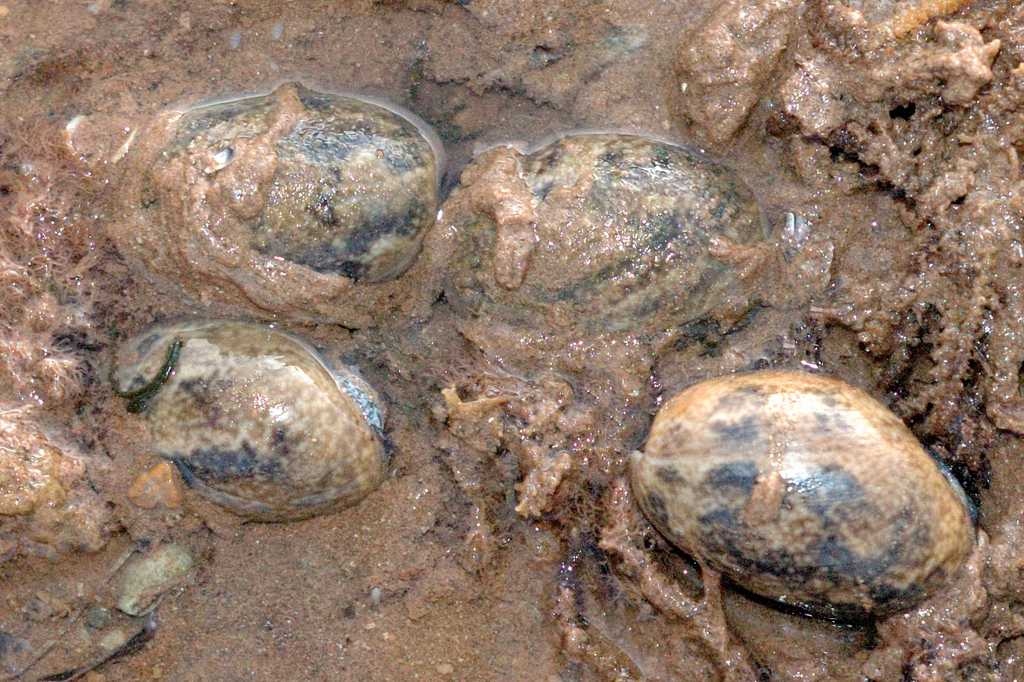 Bulla ampulla from port hedland on September 10, 2022 at 06:04 PM by ...