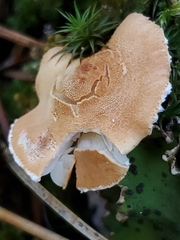 Cystoderma
