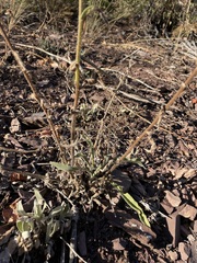 Hackelia diffusa
