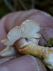 Cystoderma