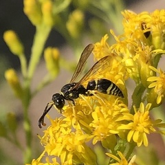 Ancistrocerus adiabatus