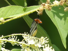 Panthiades bathildis