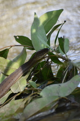 Thamnophis validus