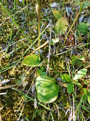 Galearis rotundifolia