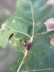 Andricus quercuspetiolicola