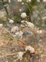 Eriogonum elatum