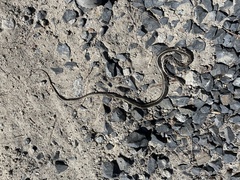 Masticophis lateralis lateralis