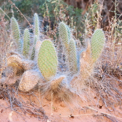 Opuntia trichophora