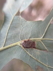 Andricus quercuspetiolicola