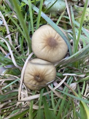 Panaeolus cinctulus