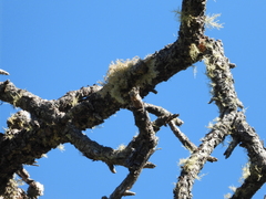 Sphaerophorus tuckermanii