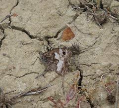 Hipparchia pellucida