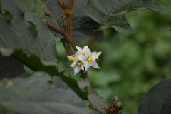 Solanum chrysotrichum