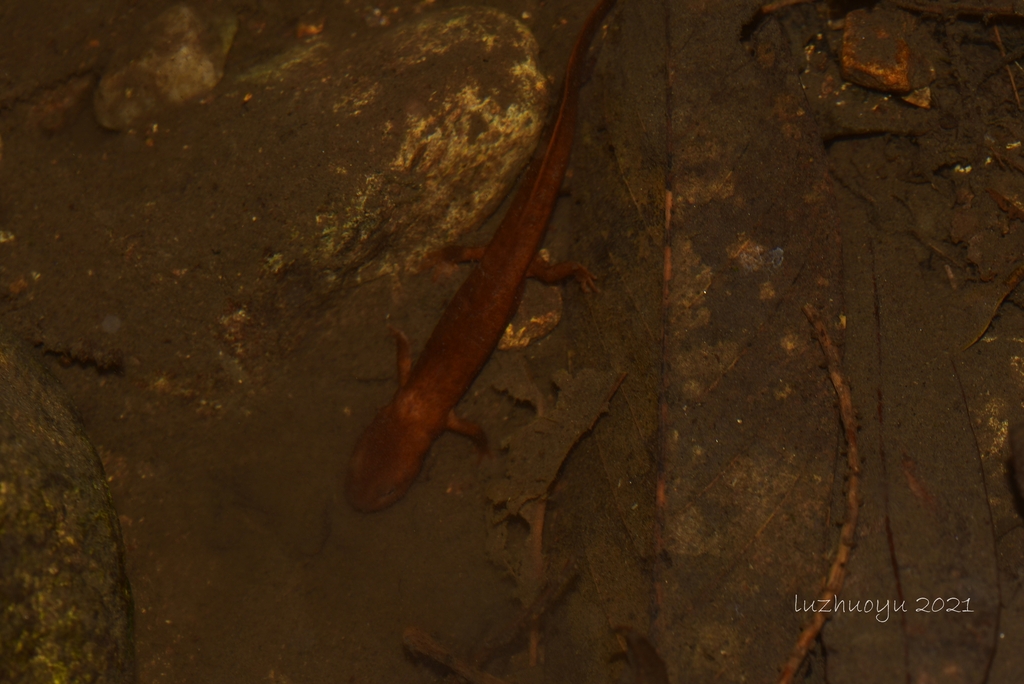 Lianhua Paddle-Tailed Newt