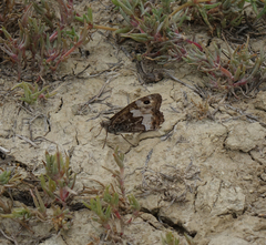 Hipparchia pellucida