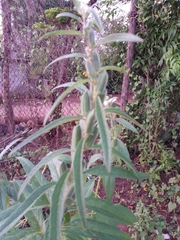 Sesamum indicum