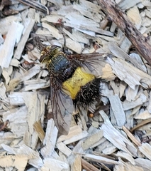 Xanthoepalpus bicolor