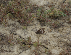 Hipparchia pellucida