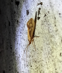 Limnephilus rhombicus