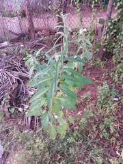 Sesamum indicum