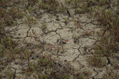 Hipparchia pellucida