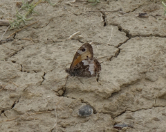 Hipparchia pellucida