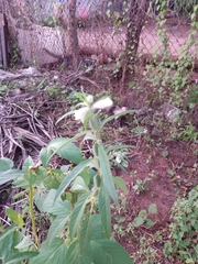 Sesamum indicum