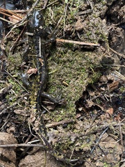 Ambystoma macrodactylum