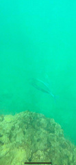 Caranx melampygus