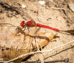 Diplacodes haematodes