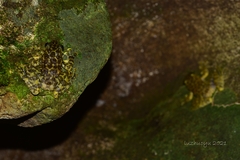 Amolops hongkongensis