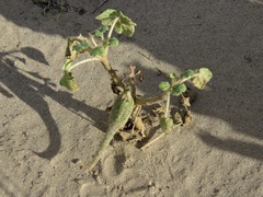 Proboscidea parviflora