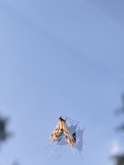 Lineodes integra
