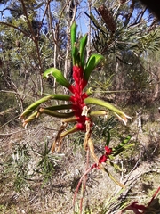 Anigozanthos manglesii