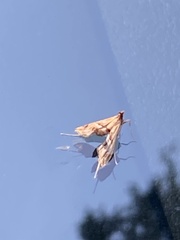 Lineodes integra