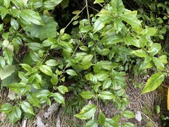 Geniostoma ligustrifolium