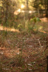 Sorghastrum elliottii