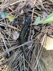 Ambystoma macrodactylum