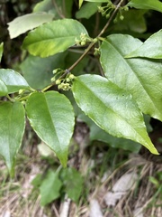 Geniostoma ligustrifolium