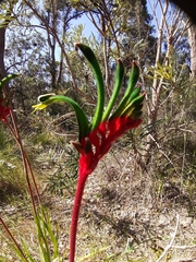 Anigozanthos manglesii