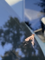 Lineodes integra
