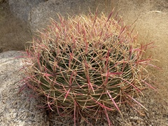 Ferocactus cylindraceus